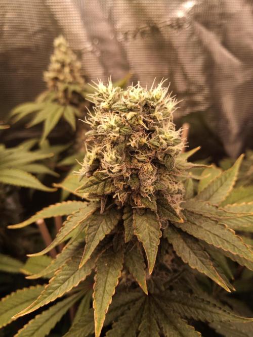 Ape origin + Diamonds river seeds +Kyoto. Week 14 - Kush mints day 6
