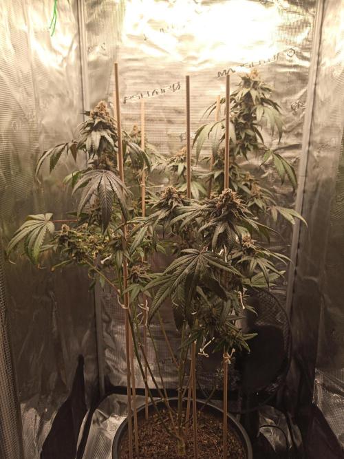 Ape origin + Diamonds river seeds +Kyoto. Week 15 - Kyoto day 2