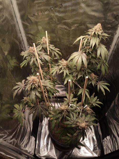 Ape origin + Diamonds river seeds +Kyoto. Week 15 - Kyoto day 2