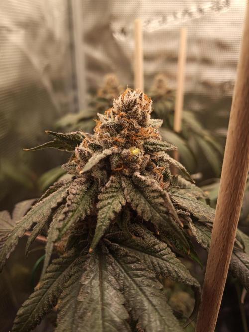 Ape origin + Diamonds river seeds +Kyoto. Week 15 - Kyoto day 2