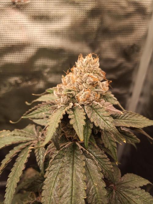 Ape origin + Diamonds river seeds +Kyoto. Week 15 - Kyoto day 2