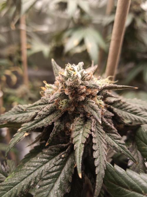 Ape origin + Diamonds river seeds +Kyoto. Week 15 - Kyoto day 2