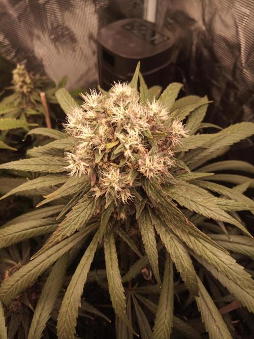 Ape origin + Diamonds river seeds +Kyoto. Week 15 - Oxymore day 2