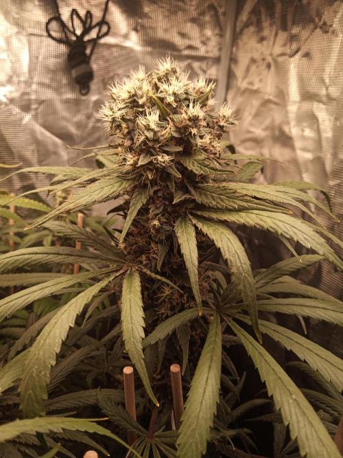 Ape origin + Diamonds river seeds +Kyoto. Week 15 - Oxymore day 2