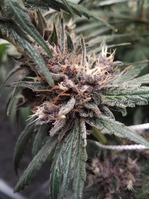 Ape origin + Diamonds river seeds +Kyoto. Week 15 - Oxymore day 2