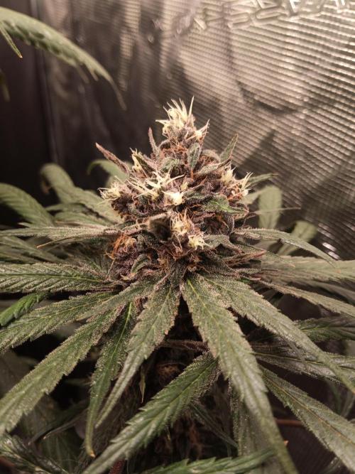 Ape origin + Diamonds river seeds +Kyoto. Week 15 - Oxymore day 2