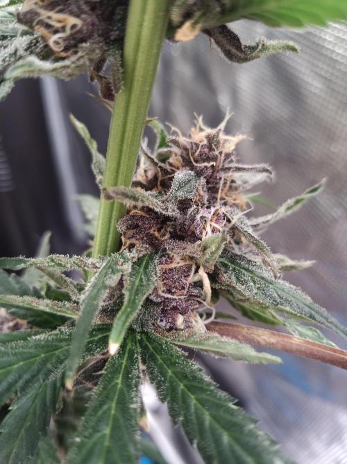 Ape origin + Diamonds river seeds +Kyoto. Week 15 - Oxymore day 2