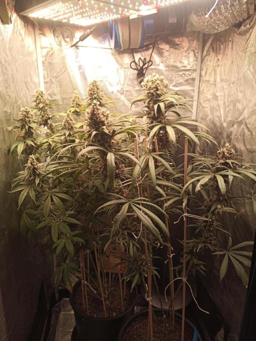 Ape origin + Diamonds river seeds +Kyoto. Week 15 - Oxymore day 2