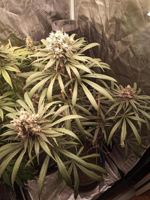 Ape origin + Diamonds river seeds +Kyoto. Week 15 - Oxymore day 2