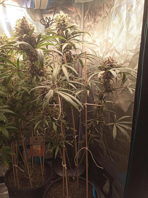 Ape origin + Diamonds river seeds +Kyoto. Week 15 - Oxymore day 2