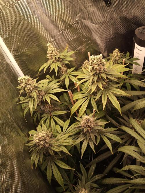 Ape origin + Diamonds river seeds +Kyoto. Week 15 - Kush mints day 2