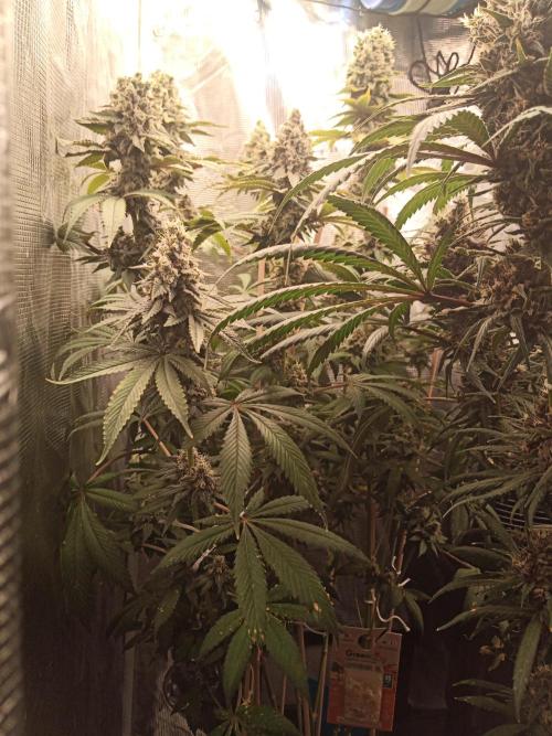 Ape origin + Diamonds river seeds +Kyoto. Week 15 - Kush mints day 2