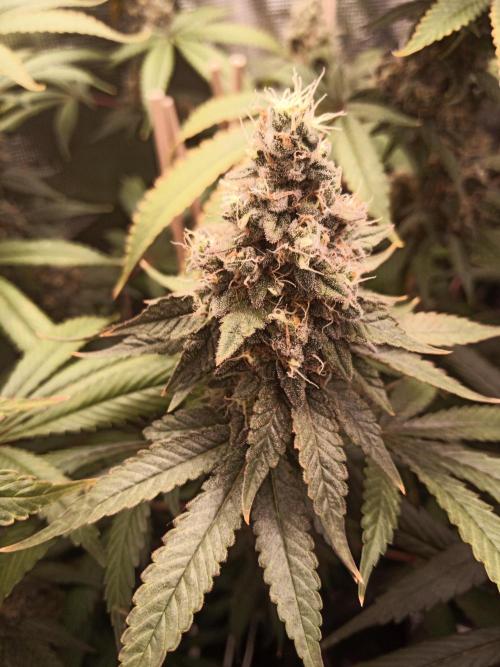 Ape origin + Diamonds river seeds +Kyoto. Week 15 - Kush mints day 2
