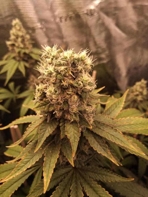 Ape origin + Diamonds river seeds +Kyoto. Week 15 - Kush mints day 2