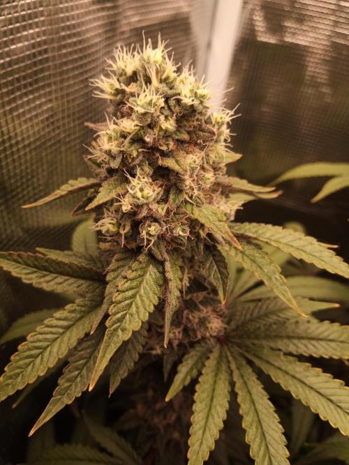 Ape origin + Diamonds river seeds +Kyoto. Week 15 - Kush mints day 2