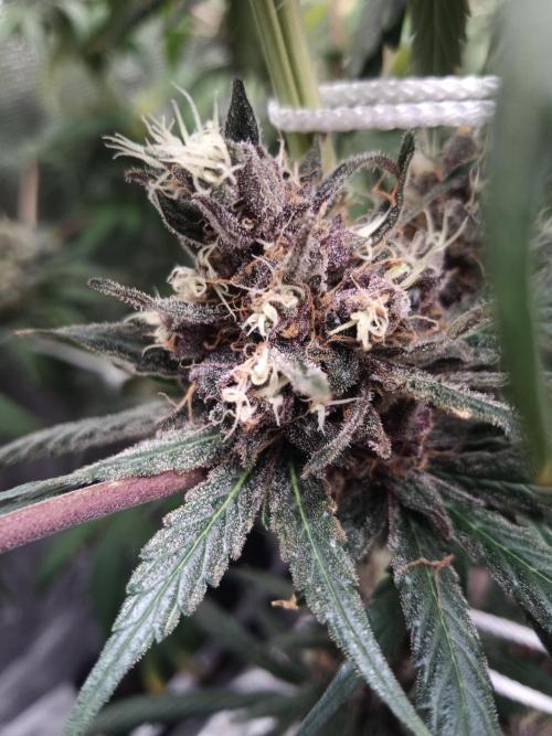 Ape origin + Diamonds river seeds +Kyoto. Week 16 - Oxymore day 2 ( bud far from the lamp are really purple)