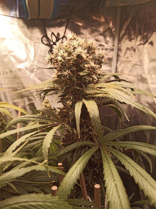 Ape origin + Diamonds river seeds +Kyoto. Week 16 - Oxymore day 2