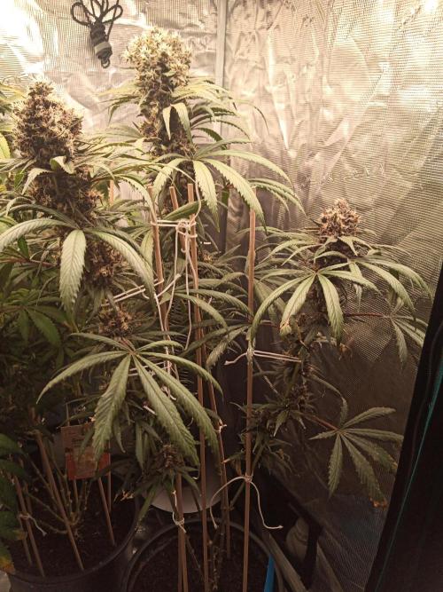 Ape origin + Diamonds river seeds +Kyoto. Week 16 - Oxymore day 2