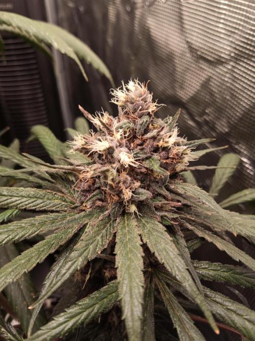 Ape origin + Diamonds river seeds +Kyoto. Week 16 - Oxymore day 2