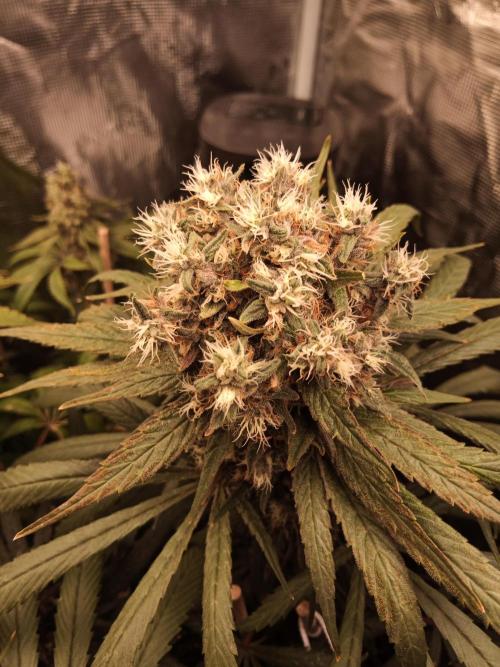 Ape origin + Diamonds river seeds +Kyoto. Week 16 - Oxymore day 2