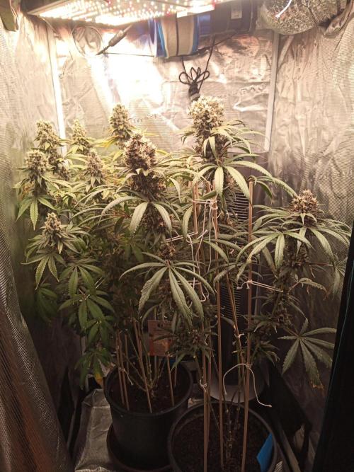 Ape origin + Diamonds river seeds +Kyoto. Week 16 - Day 2 kush mints/ Oxymore 