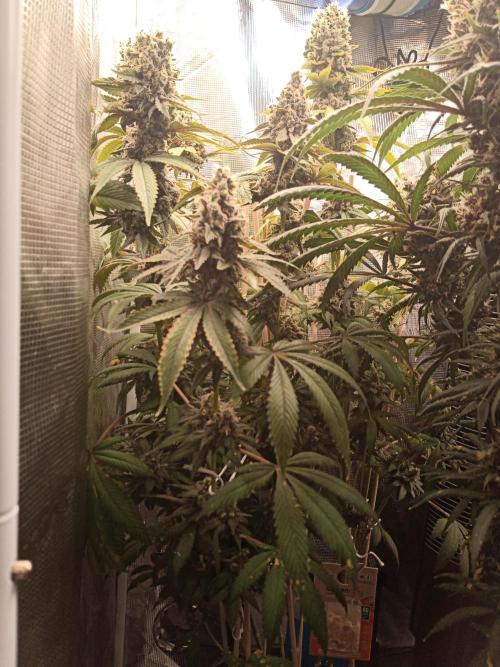 Ape origin + Diamonds river seeds +Kyoto. Week 16 - Kush mints day 2