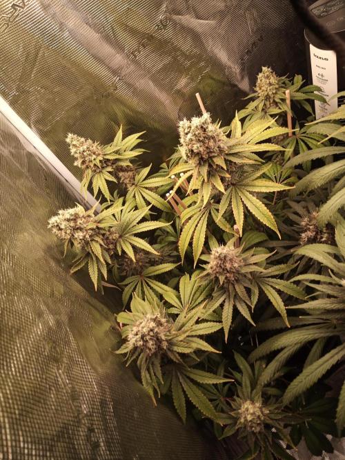 Ape origin + Diamonds river seeds +Kyoto. Week 16 - Kush mints day 2