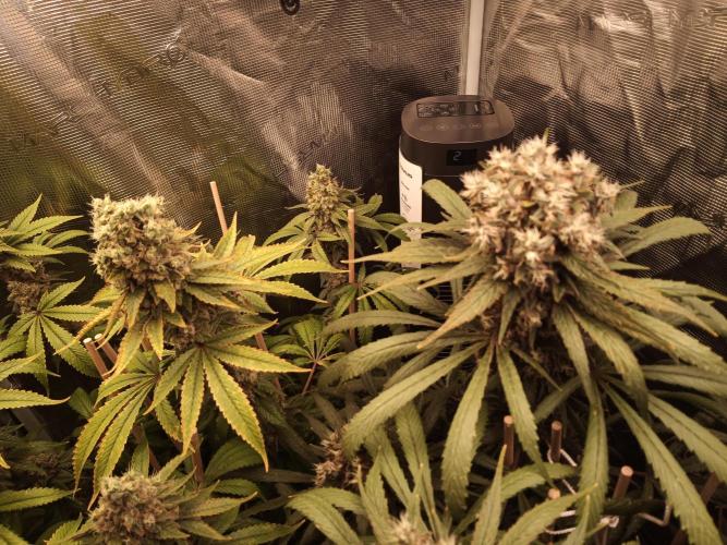 Ape origin + Diamonds river seeds +Kyoto. Week 16 - Kush mints on the left and Oxymore on the right 