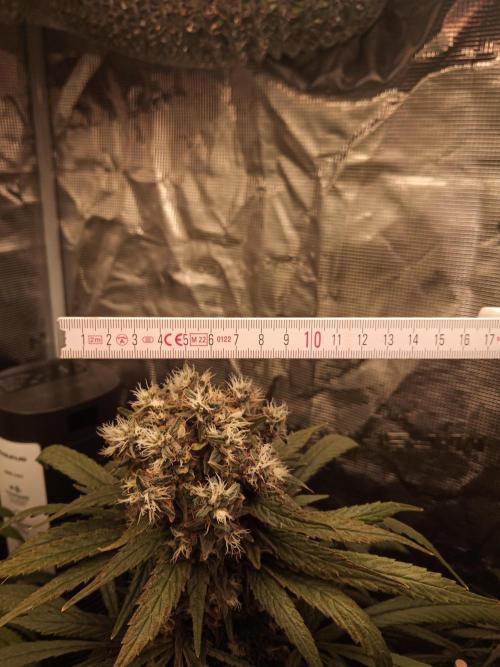 Ape origin + Diamonds river seeds +Kyoto. Week 16 - Oxymore day 2 (massiv bud)