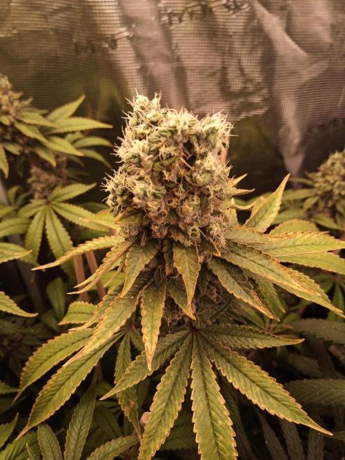 Ape origin + Diamonds river seeds +Kyoto. Week 16 - Kush mints day 2