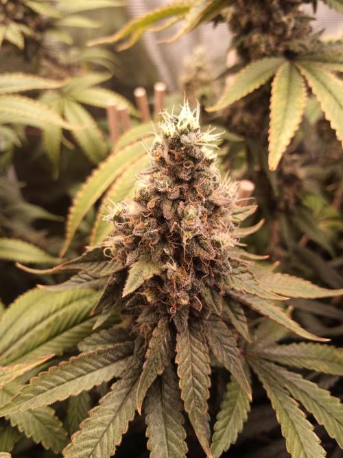 Ape origin + Diamonds river seeds +Kyoto. Week 16 - Kush mints day 2