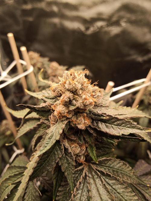 Ape origin + Diamonds river seeds +Kyoto. Week 16 - Kyoto day 2