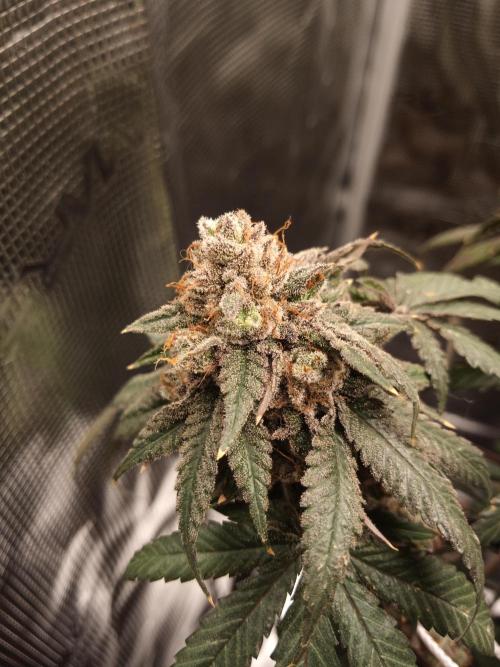 Ape origin + Diamonds river seeds +Kyoto. Week 16 - Kyoto day 2