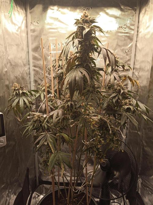 Ape origin + Diamonds river seeds +Kyoto. Week 16 - Kyoto day 2
