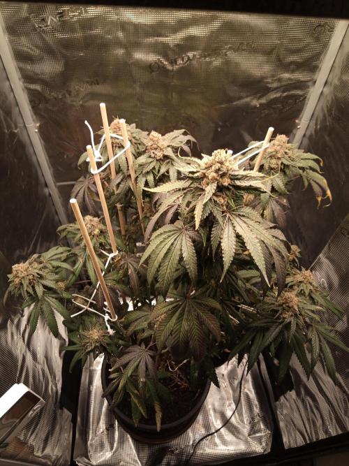 Ape origin + Diamonds river seeds +Kyoto. Week 16 - Kyoto day 2