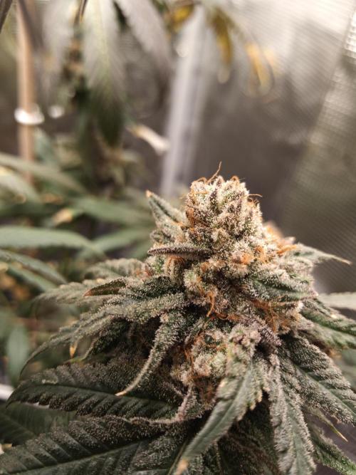 Ape origin + Diamonds river seeds +Kyoto. Week 16 - Kyoto day 2