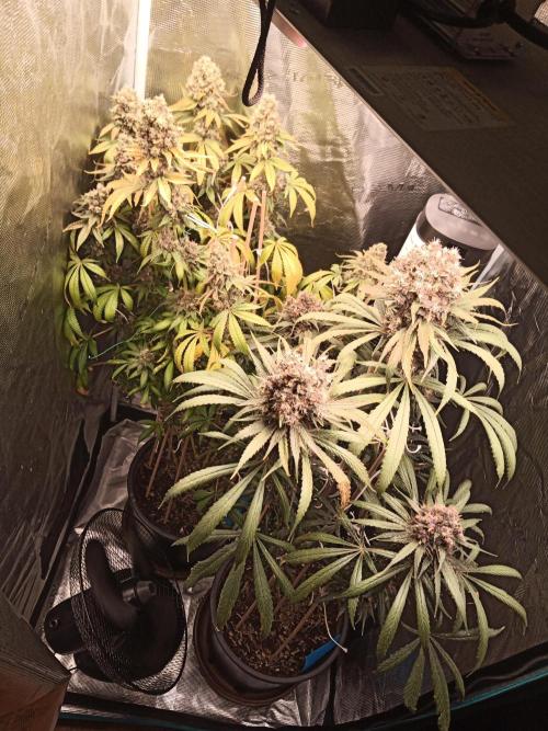 Ape origin + Diamonds river seeds +Kyoto. Week 17 - Day 3