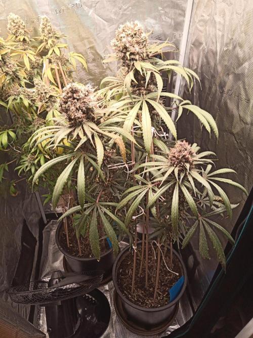 Ape origin + Diamonds river seeds +Kyoto. Week 17 - Day 3