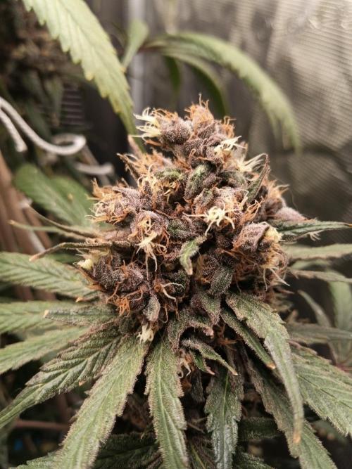 Ape origin + Diamonds river seeds +Kyoto. Week 17 - Oxymore day 3