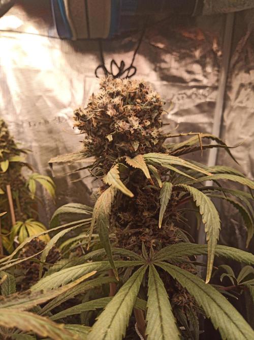 Ape origin + Diamonds river seeds +Kyoto. Week 17 - Oxymore day 3