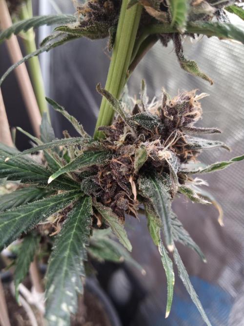 Ape origin + Diamonds river seeds +Kyoto. Week 17 - Oxymore day 3