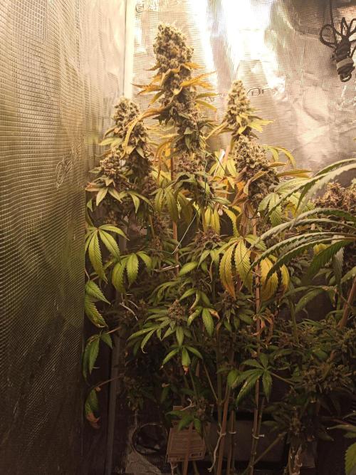 Ape origin + Diamonds river seeds +Kyoto. Week 17 - Kush mints day 3