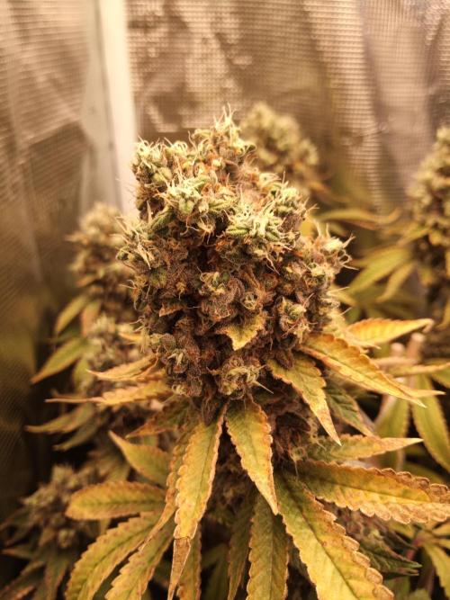 Ape origin + Diamonds river seeds +Kyoto. Week 17 - Kush mints day 3