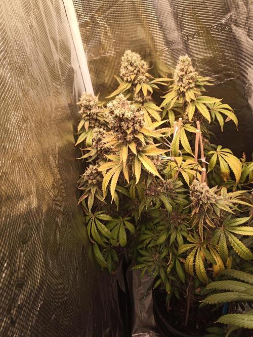 Ape origin + Diamonds river seeds +Kyoto. Week 17 - Kush mints day 3