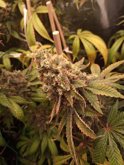 Ape origin + Diamonds river seeds +Kyoto. Week 17 - Kush mints day 3