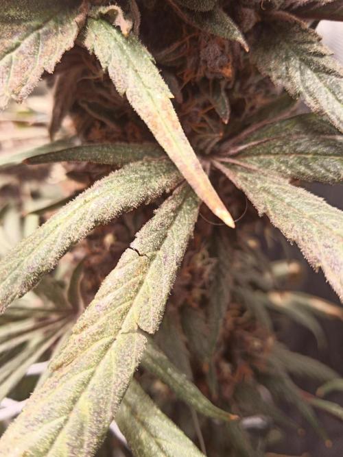 Ape origin + Diamonds river seeds +Kyoto. Week 18 - Oxymore day 3 
Red spider come back again