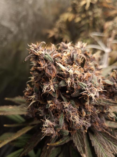 Ape origin + Diamonds river seeds +Kyoto. Week 18 - Oxymore day 3