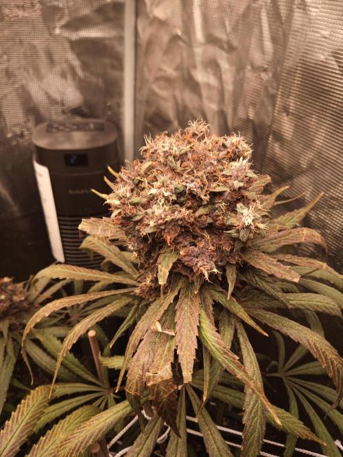 Ape origin + Diamonds river seeds +Kyoto. Week 18 - Oxymore day 3