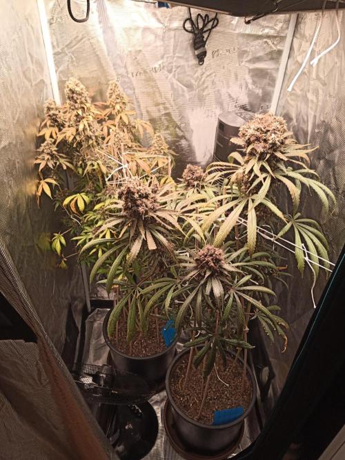 Ape origin + Diamonds river seeds +Kyoto. Week 18 - Oxymore day 3