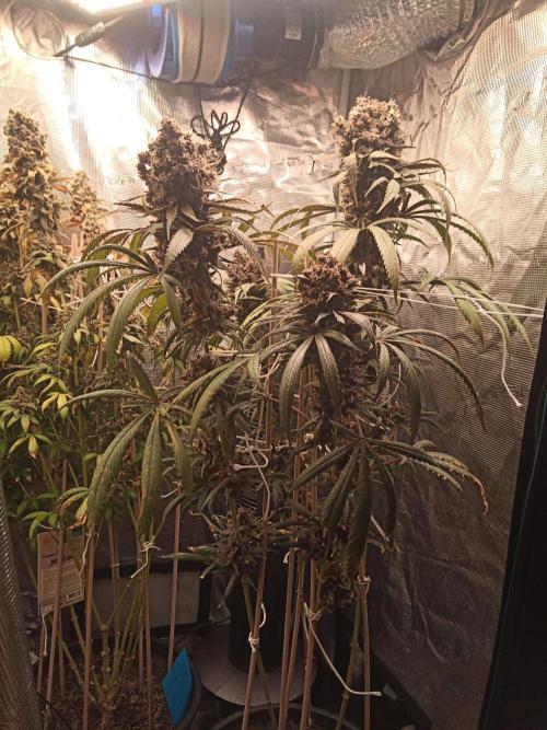Ape origin + Diamonds river seeds +Kyoto. Week 18 - Oxymore day 3